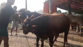 Transaksi Hewan Qurban, Sumiland Farm