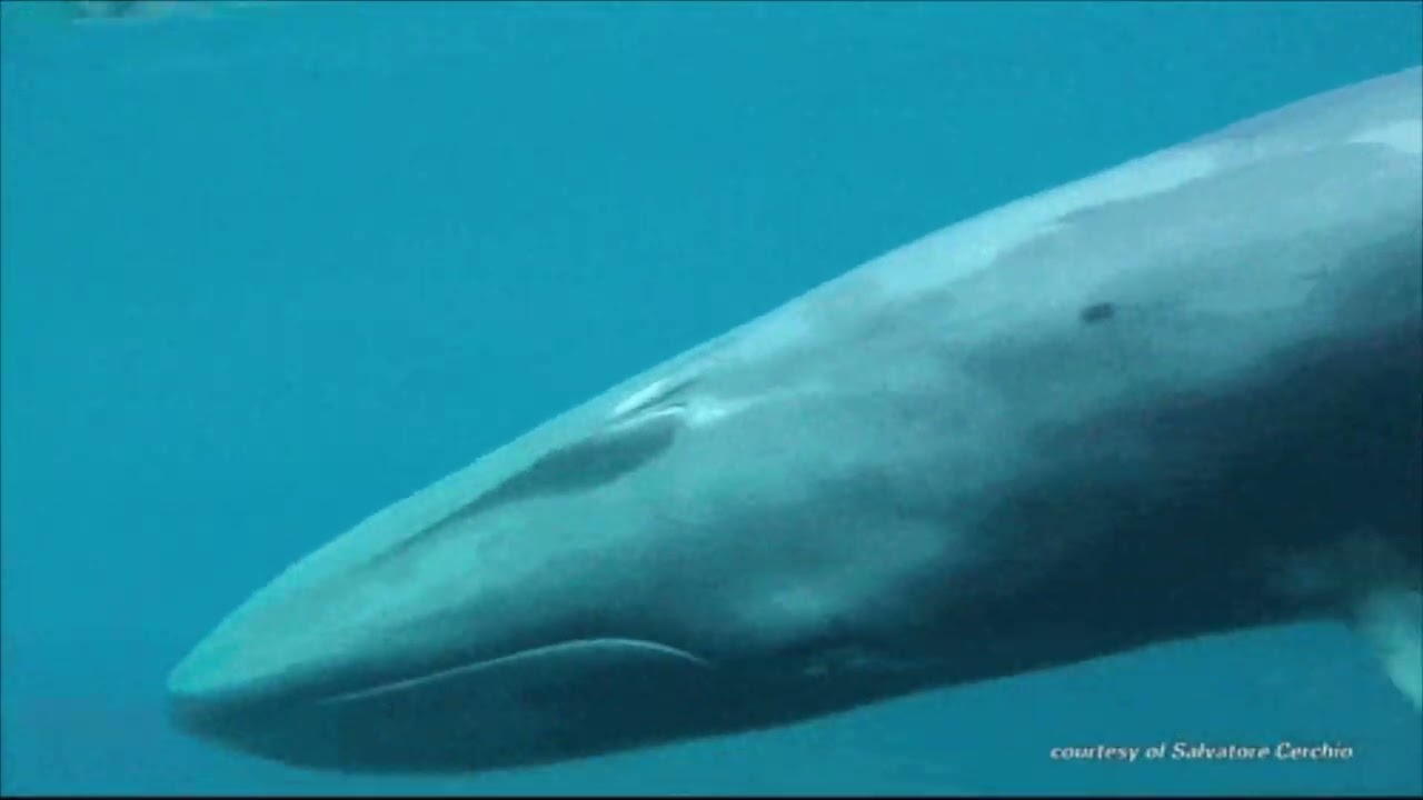 Omuras whale