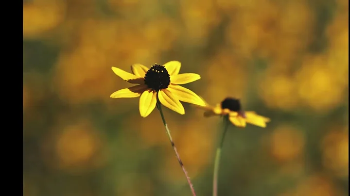 A September Garden