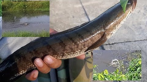 Câu cá lóc #tập 40 ở xã phước lại,cần giuộc,Long An