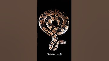 Wait till end 💀#shorts#shortvideo #shortsfeed#shortsvideo #waitforend #python #java #cpp #coding