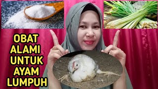 Obat Alami Untuk Ayam Lumpuh