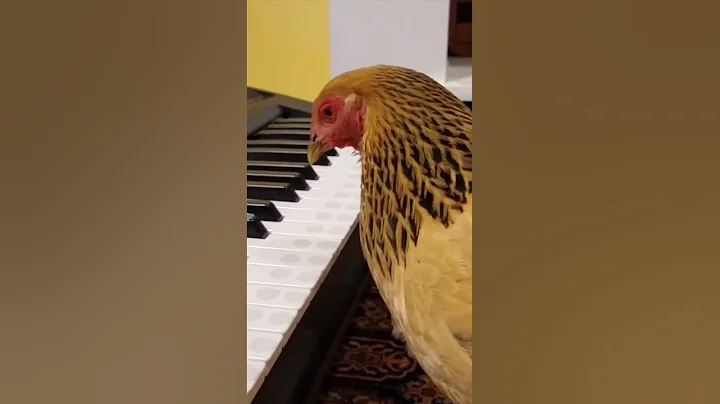 Chicken Play Piano- Cutest Chicken Videos 2021 #Shorts