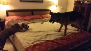 Dogs  talking to each other .