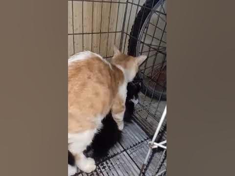Proses perkawinan kucing - YouTube