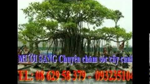 :0932351048.]] nhận cắt, tỉa, chăm sóc cây cảnh quận 8.tphcm