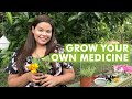 Grow Your Own Medicine - Growing Medicinal Plants in Your Backyard