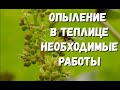 Результаты опыления в теплице