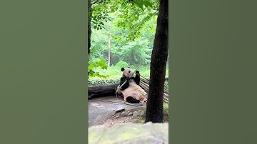 Sichuan’s Giant Pandas: The Cutest Ambassadors of China! 🐼✨ #sichuanopera #VisitChina