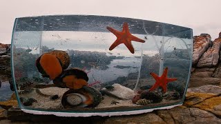 Making Tide Pool Aquarium        (Amazing Creatures)