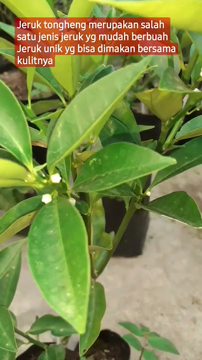 tanaman jeruk tongheng
