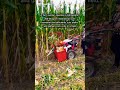 Hand-Guided Single-Row Corn Harvester Machine