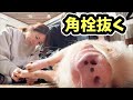 ミニブタの角栓を取ったらすごかった