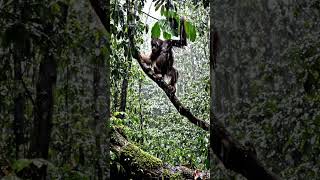 Life in the Rainforest Storm | Orangutan Endures Heavy Rain #WildlifeDocumentary #Orangutan