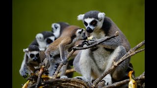 Bali Zoo Diary, Episode 1, Meet Ben The Ring-tailed lemur Keeper