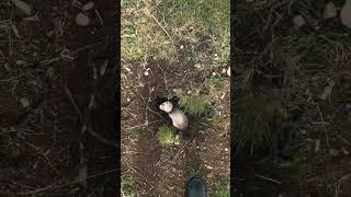 Famous And away she goes! #ferret #hunting #hawks #rabbits Net Worth