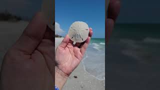 Sanibel Island Beach Update (Post Hurricane Ian - May 2023) at the Blue Dolphin, Florida