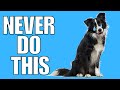 9 Things You Must NEVER Do To Your BORDER COLLIE (EVER)