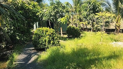 Ms 150 : Cô chủ lớn tuổi bán nhà vườn gần 2.000m² đường ô tô cặp ven kênh, vườn trái cây đủ loại