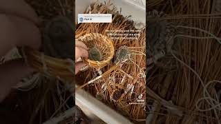 Pine Needle Baskets: High School Art (Part 2)