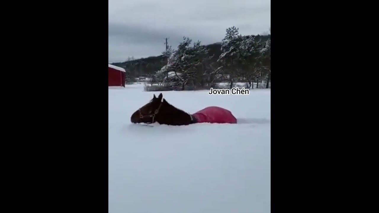 funny horse playing in the snow 