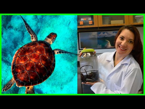 Vídeo: Biologia marinha é ciência da vida?