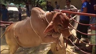 Most Beautiful Cow Qurbani 2018 | Most Beautiful Brown Bull Qurbani 2018