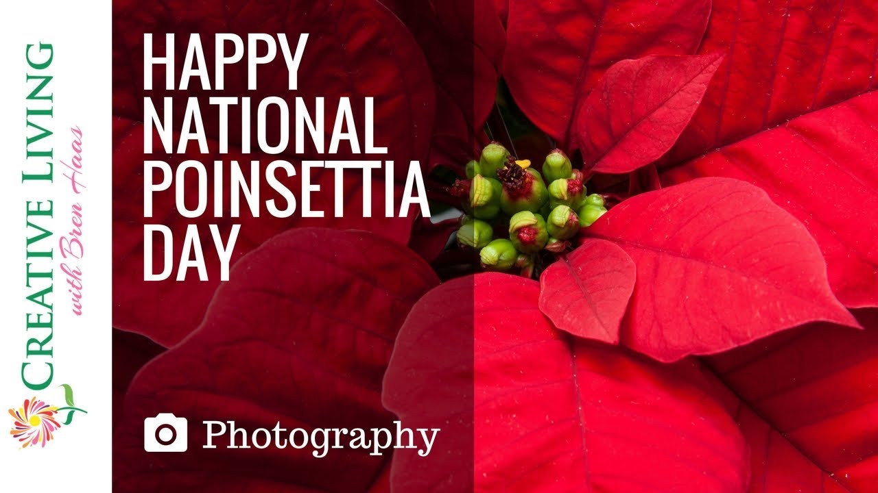 Happy National Poinsettia Day Holiday Plant Photo Collection YouTube