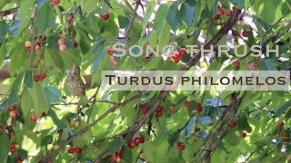 Song thrush (Turdus philomelos) and the cherry tree