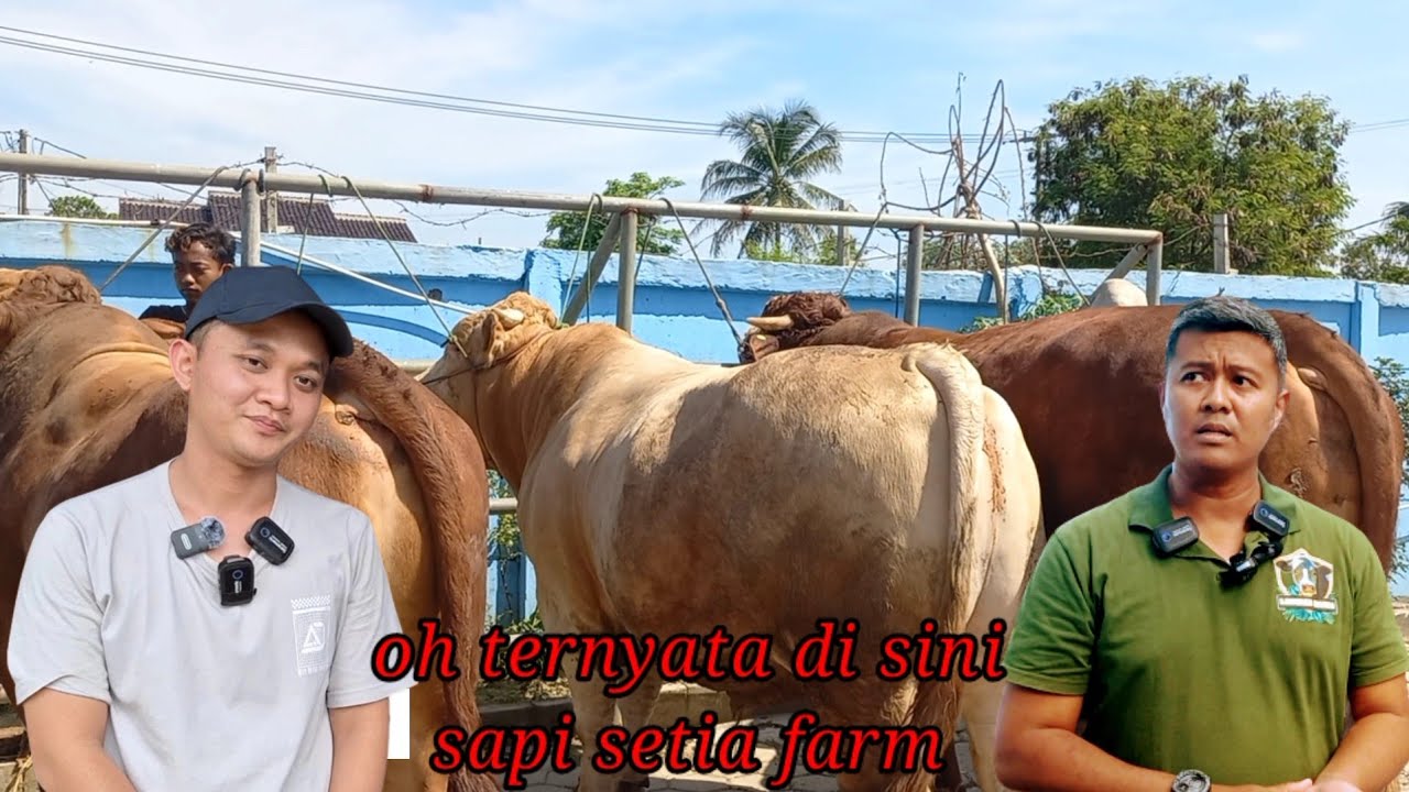 BELASAN EKOR SAPI DARI SETIA FARM TERKUMPUL DI SINI ️🔥🔥🔥 - YouTube