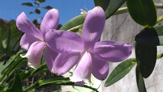 Floração da minha Cattleya loddigesii