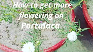 How to grow and Care Portulaca|Moss Rose Plant|Office Time Plant | How to get More Flowering on it.!