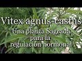 Vitex agnus-castus: Una planta Sagrada para la regulación hormonal