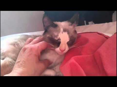 Roni & poupoulenios cats playing