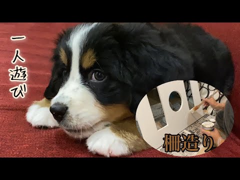 【子犬】ベルの一人遊び&柵造り！バーニーズマウンテンドッグ