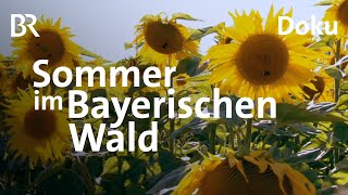 Der Bayerische Wald im Sommer: Uralte Bäume, böhmische Grenze | Heimat | Doku | BR