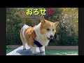 【犬】ドッグウォークの上で激怒する犬【コーギー鳴き声】#Shorts