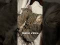 Ce Chaton Mabon S étire Et Trouve Le Coussin Parfait Ce Chaton Mabon S étire Et Trouve Le Coussin Parfait