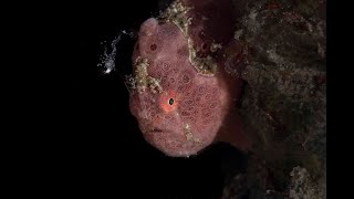 Painted Frogfish Feeding Frenzy