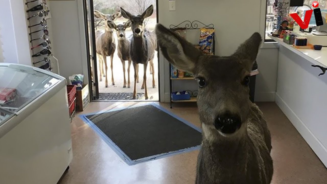 Deer Walks Into Store To Check Their Goods, Later Brings A Surprise