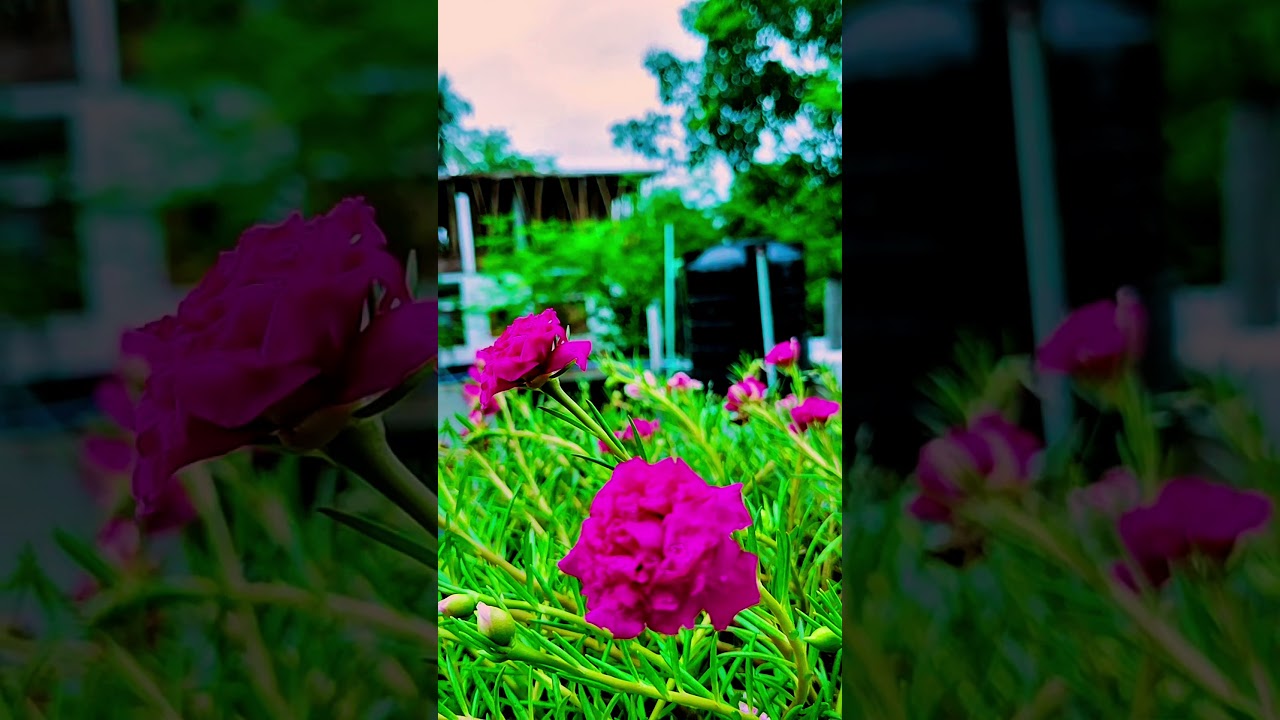 Many beautiful grasses burst shot by mobile 