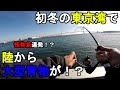 【神奈川県某所】初冬の東京湾で陸から大型青物が！？秋のハイシーズンの終盤に、関東地方の東京湾側に面した釣り場で、1週間朝まずめから夕まずめまで毎日ぶっ続けで釣りしてみたら…！【2022年11月下旬】
