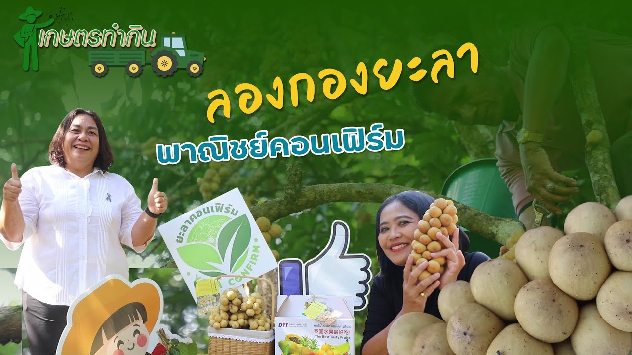 เกษตรทำกิน ตอนลองกองยะลา พาณิชย์คอนเฟิร์ม