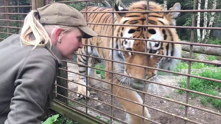 Tigeren trner: Er du klar, Boris?