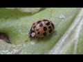 Ladybugs for Aphid Control