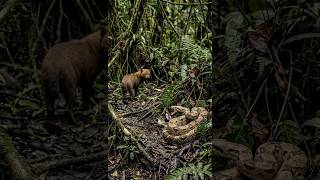 Quando até o cachorro-vinagre mantém distância…