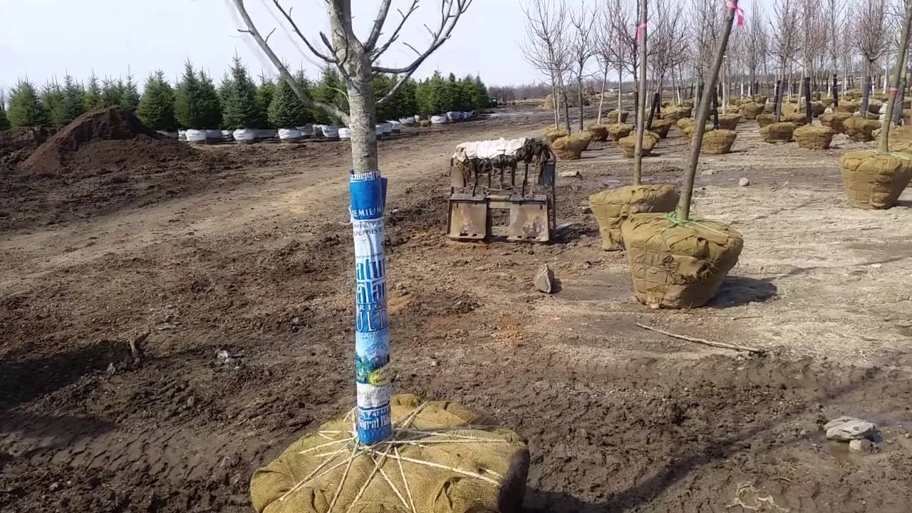 Skid Steer Tree Mover from Melecio Attachments YouTube