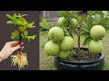 LIVE 🔴Grow Lemon Trees Faster With Aloe Vera! Best Ideas Propagating Lemon Trees