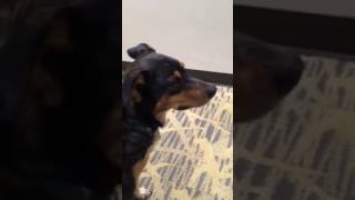 JMU animal therapy dogs and OT