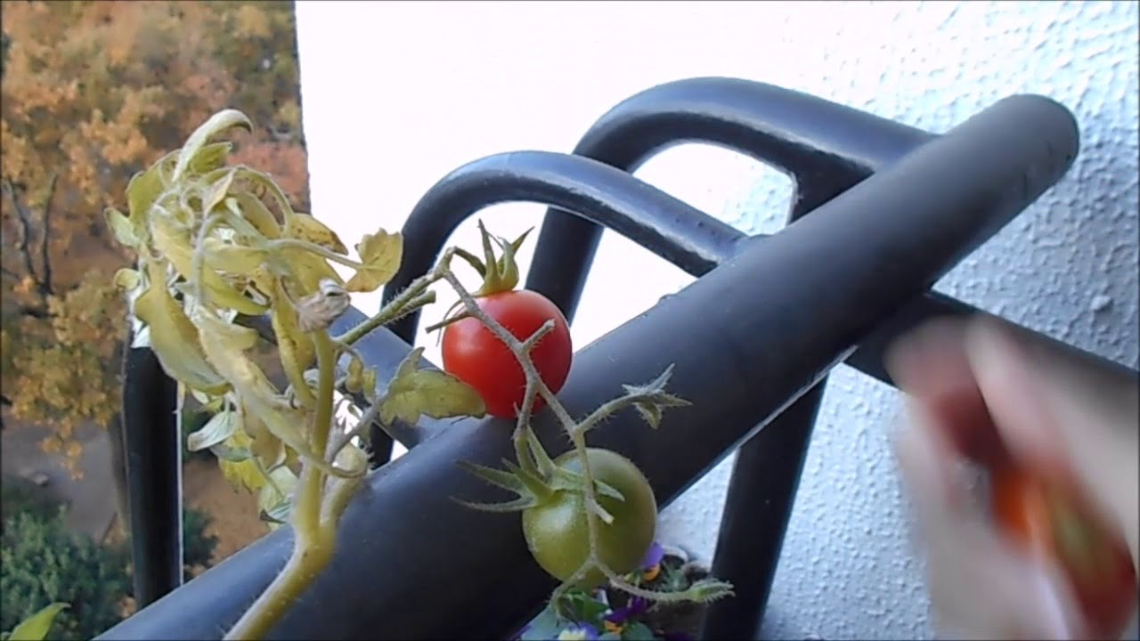 はじめての家庭菜園ベランダでミニトマト18年12月収穫 Youtube